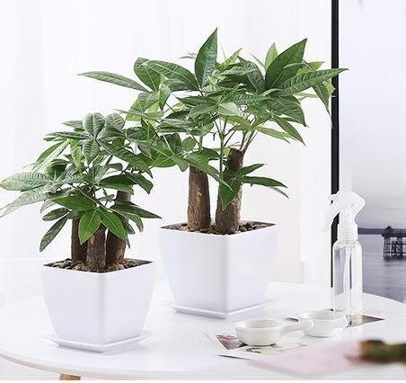 植物枯萎風水|家中植物枯萎？風水師：當心3事